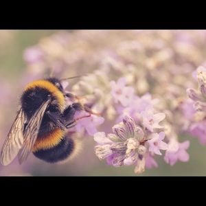 Meet your Posher, Zeynep